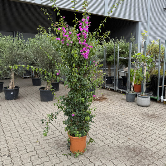 Bougainvillea i plast terracottakrukke – 220 cm høj | Blomstrende eksklusiv plante
