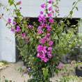 Indlæs billede i gallerivisning, Bougainvillea i plast terracottakrukke – 220 cm høj | Blomstrende eksklusiv plante
