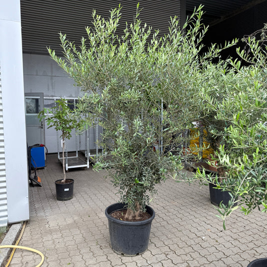 Stort oliventræ  – ca. 250 cm | Unik middelhavsstemning