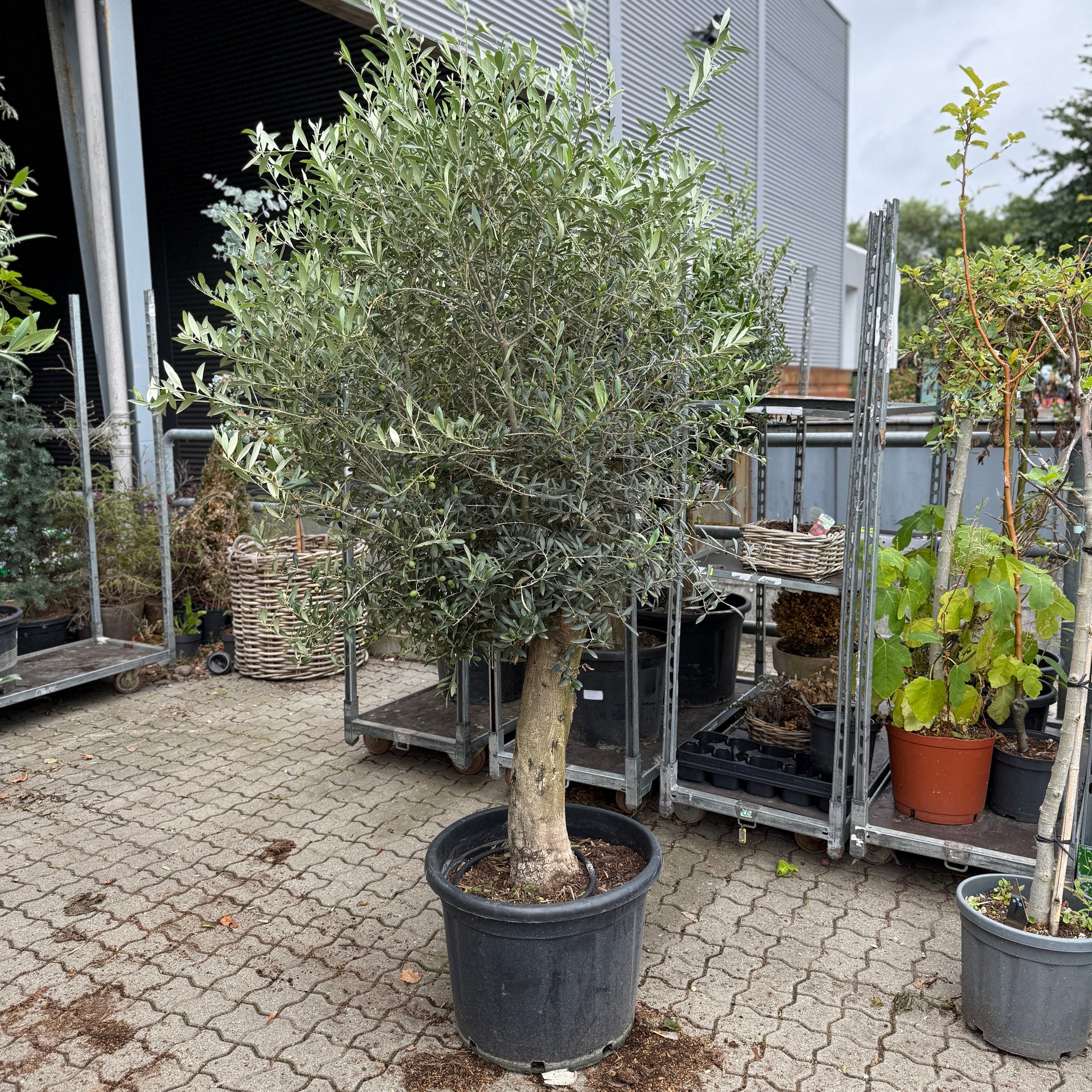 Oliventræ i sort plastkrukke – ca. 250 cm | Unik middelhavsstemning