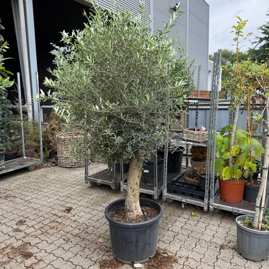 Oliventræ i sort plastkrukke – ca. 250 cm | Unik middelhavsstemning