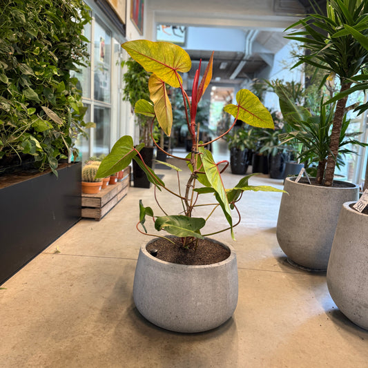 Philodendron 'Painted Lady' i cementkrukke – 120 cm høj | Karakterfuld Second Hand Plante