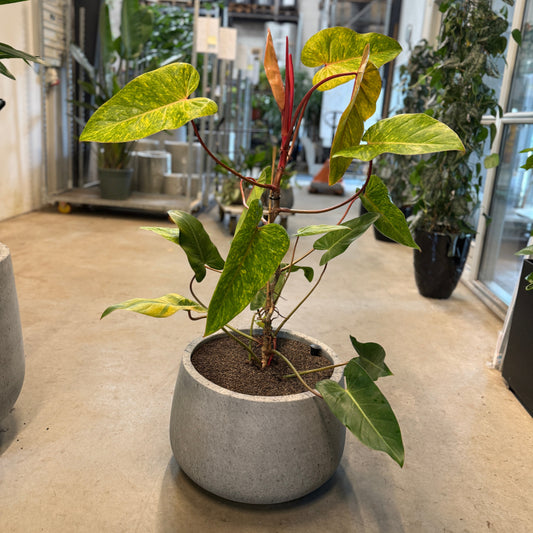 Philodendron 'Painted Lady' i cementkrukke – 120 cm høj | Karakterfuld Second Hand Plante