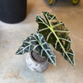 Indlæs billede i gallerivisning, Alocasia Amazonica i cementkrukke – ca. 35 cm høj | Luksuriøs Lille Second Hand Plante
