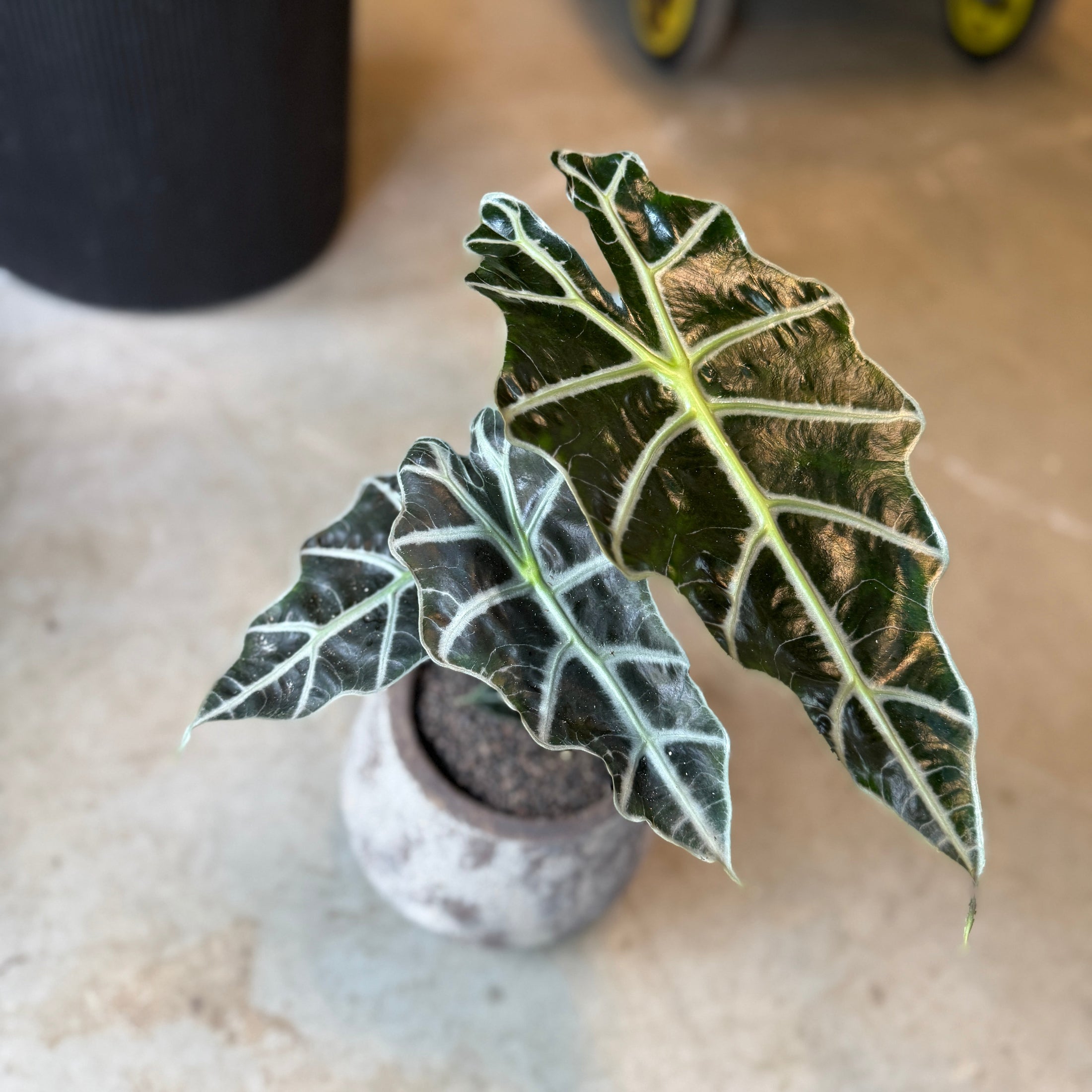 Alocasia Amazonica i cementkrukke – ca. 35 cm høj | Luksuriøs Lille Second Hand Plante