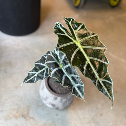 Alocasia Amazonica i cementkrukke – ca. 35 cm høj | Luksuriøs Lille Second Hand Plante