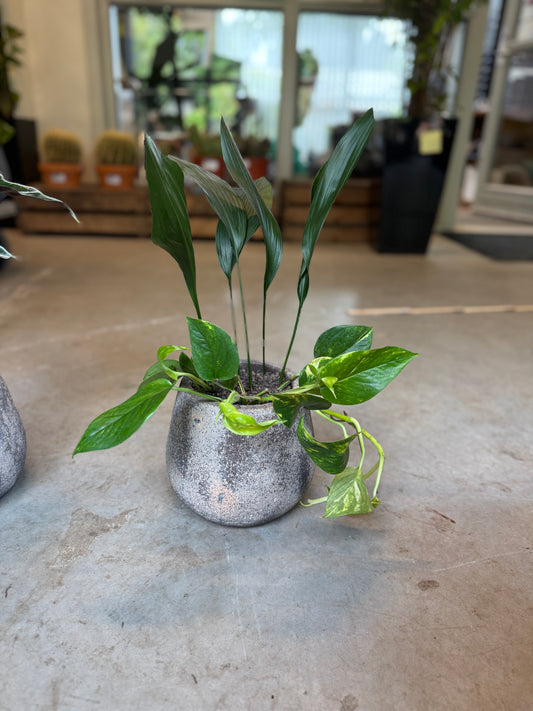 Aspidistra & Guldranke i cementkrukke – ca. 40 cm høj | Nem Lille Second Hand Plantepakke