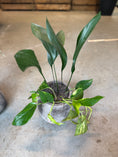 Indlæs billede i gallerivisning, Aspidistra & Guldranke i cementkrukke – ca. 40 cm høj | Nem Lille Second Hand Plantepakke
