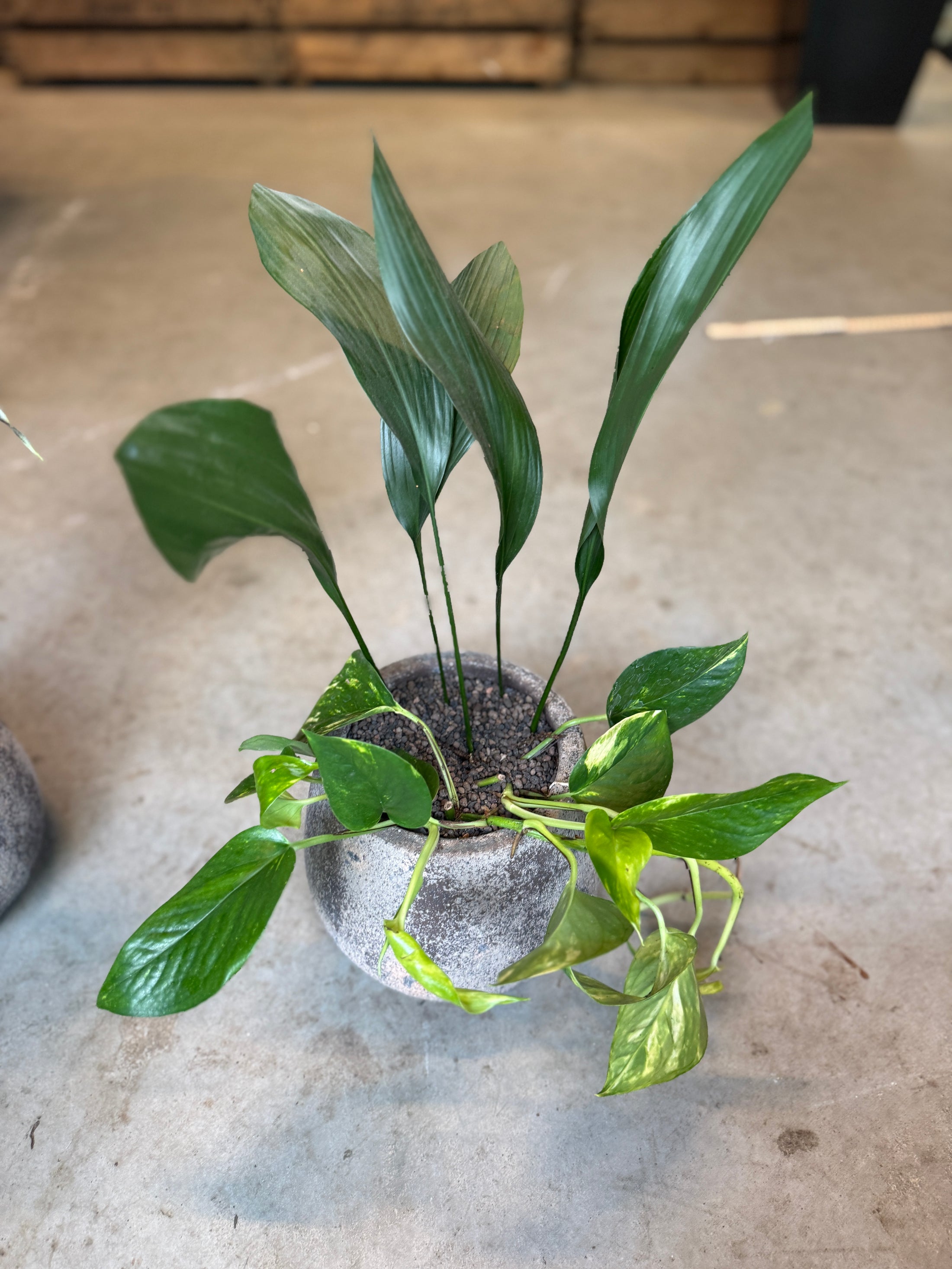 Aspidistra & Guldranke i cementkrukke – ca. 40 cm høj | Nem Lille Second Hand Plantepakke