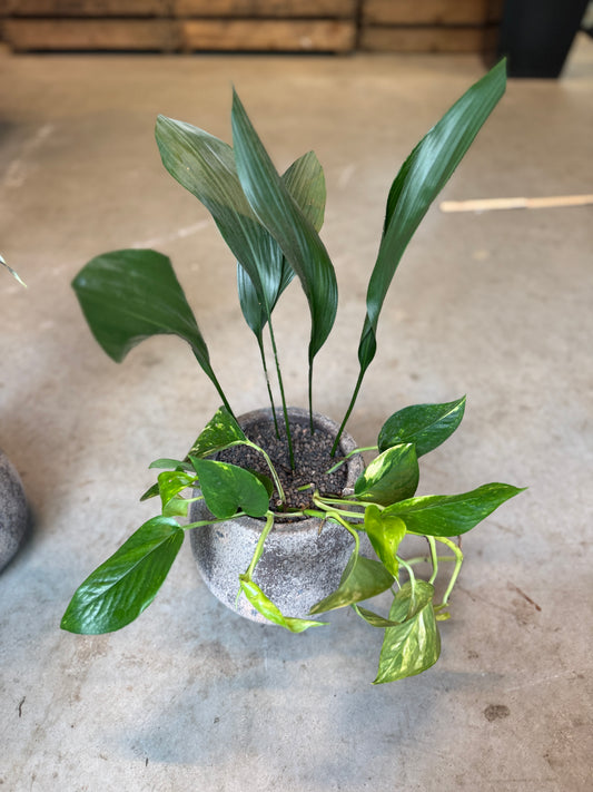 Aspidistra & Guldranke i cementkrukke – ca. 40 cm høj | Nem Lille Second Hand Plantepakke