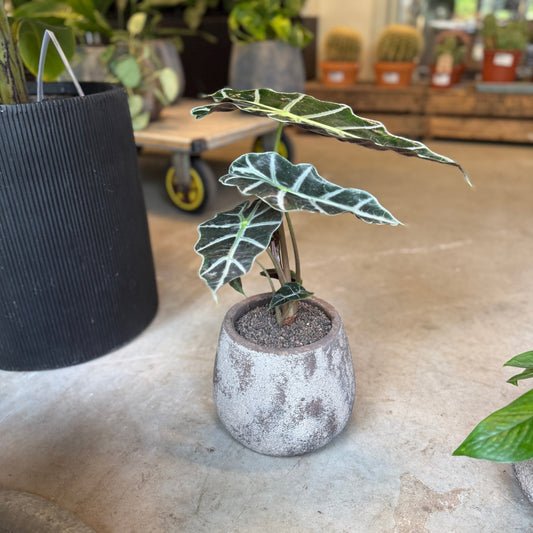 Alocasia Amazonica i cementkrukke – ca. 35 cm høj | Luksuriøs Lille Second Hand Plante