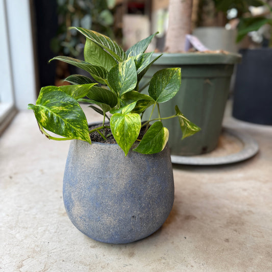 Guldranke i blå cementkrukke – ca. 35 cm høj | Nem Lille Second Hand Plante