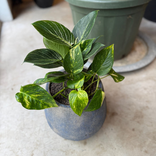 Guldranke i blå cementkrukke – ca. 35 cm høj | Nem Lille Second Hand Plante