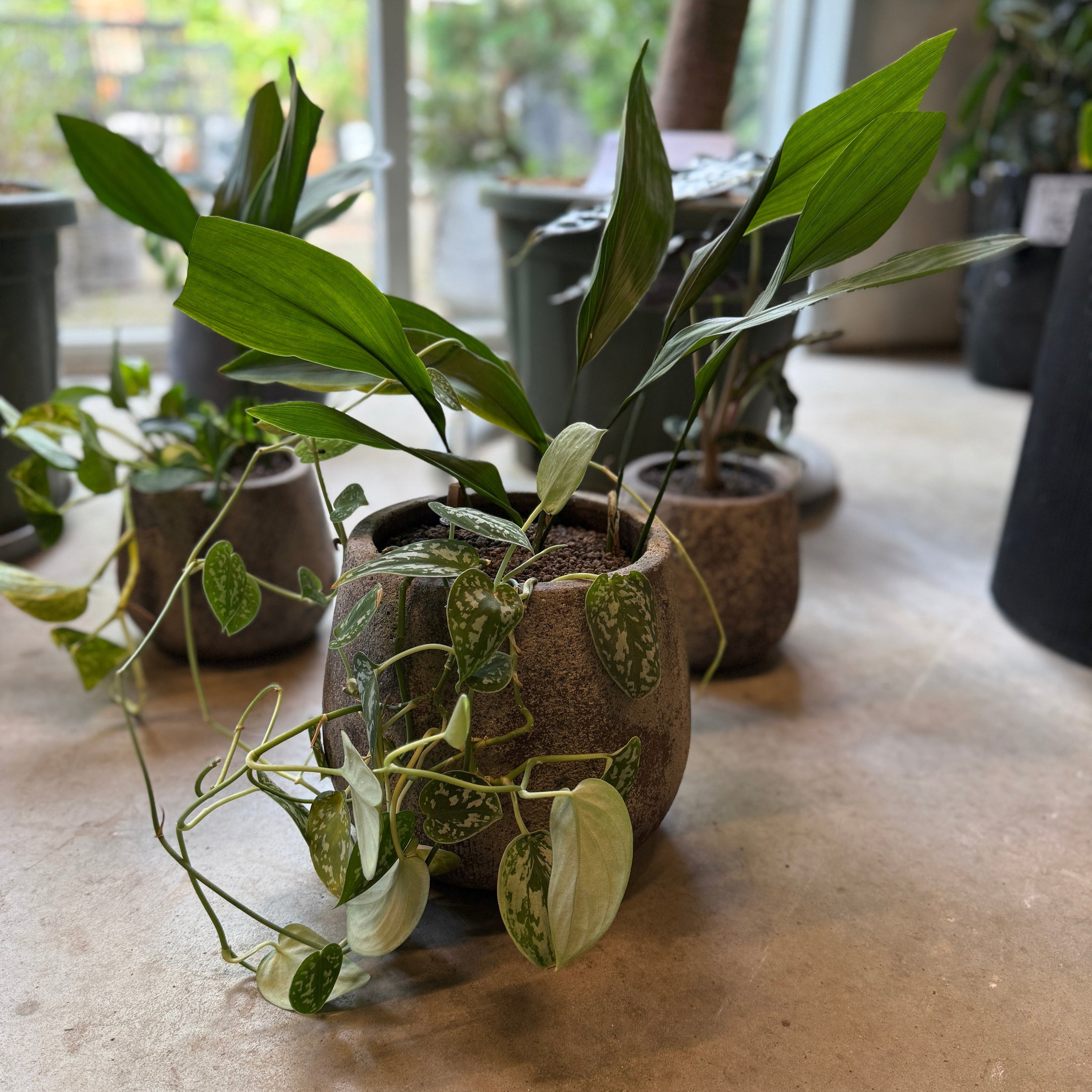 Aspidistra &amp; Sølvranke i cementkrukke – ca. 40 cm høj | Letplejet Second Hand Plantepakke