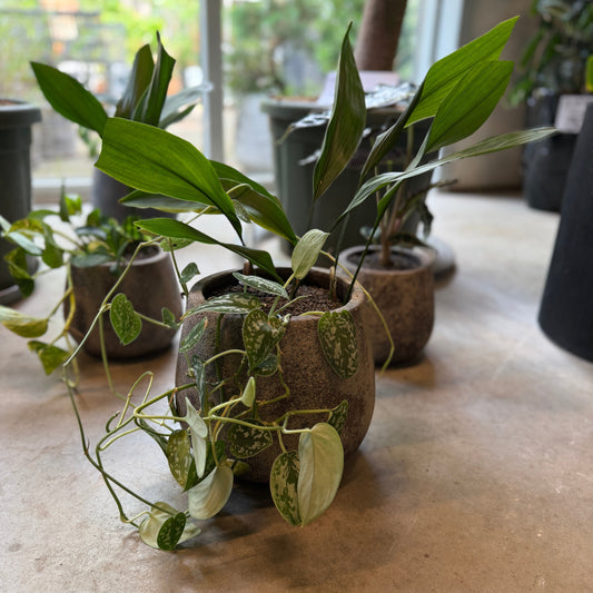 Aspidistra &amp; Sølvranke i cementkrukke – ca. 40 cm høj | Letplejet Second Hand Plantepakke