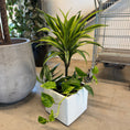 Indlæs billede i gallerivisning, Dracaena 'Lemon Lime' & Guldranke i hvid krukke – 80 cm høj | Tropisk Second Hand Plante
