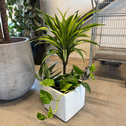 Dracaena 'Lemon Lime' &amp; Guldranke i hvid krukke – 80 cm høj | Tropisk Second Hand Plante