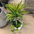Indlæs billede i gallerivisning, Dracaena 'Lemon Lime' & Guldranke i hvid krukke – 80 cm høj | Tropisk Second Hand Plante

