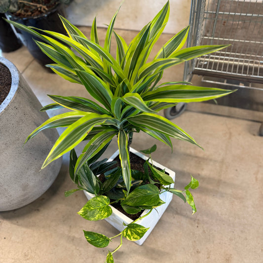 Dracaena 'Lemon Lime' &amp; Guldranke i hvid krukke – 80 cm høj | Tropisk Second Hand Plante