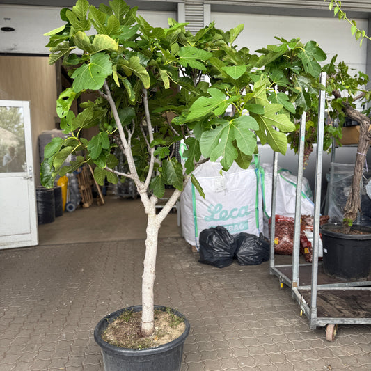 Figntræ i sort plastkrukke – 260 cm højt med frugter