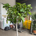 Indlæs billede i gallerivisning, Figntræ i sort plastkrukke – 260 cm højt med frugter
