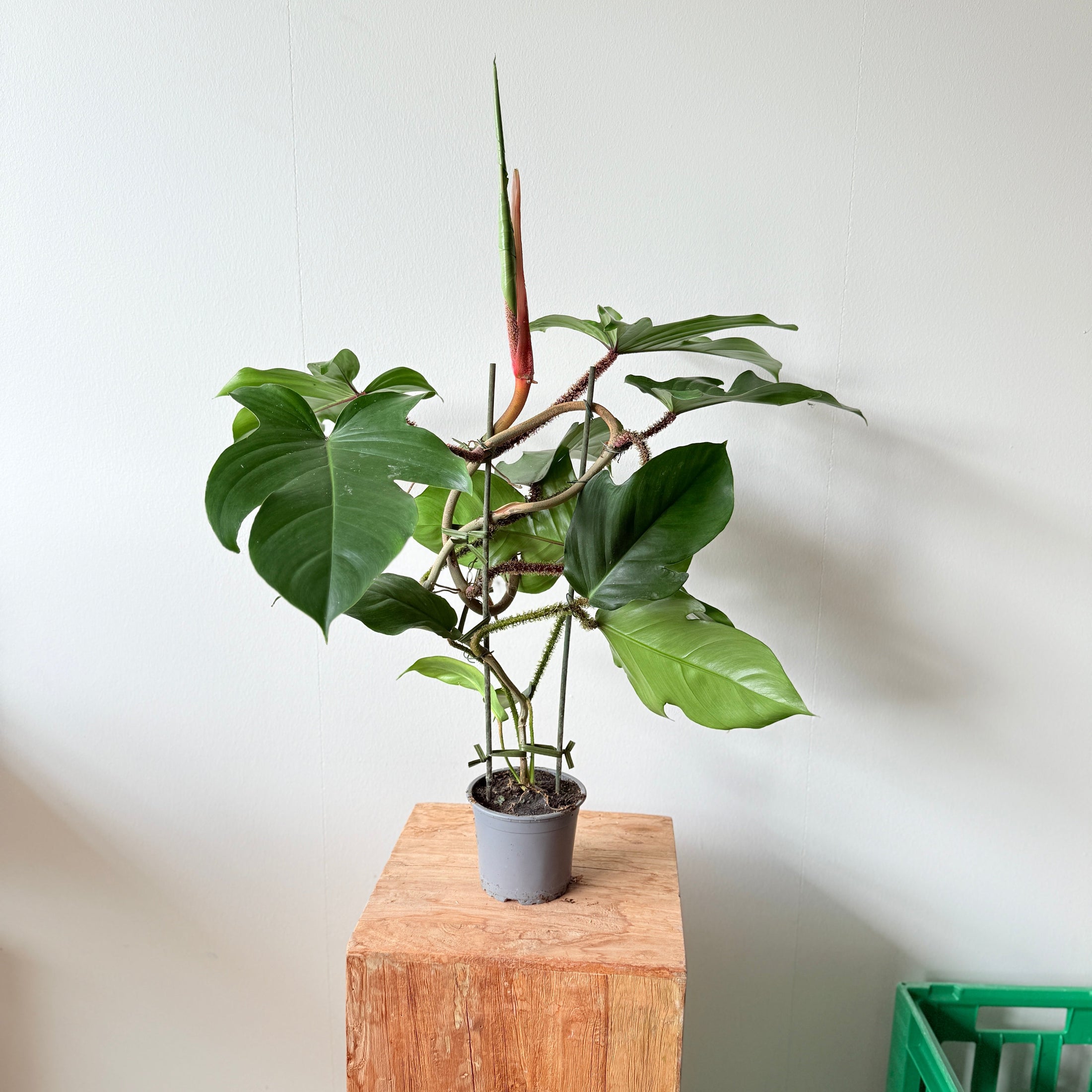 Philodendron Squamiferum – Sjælden Klatreplante med Hårede Stængler i Ø13 cm Potte