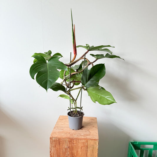 Philodendron Squamiferum – Sjælden Klatreplante med Hårede Stængler i Ø13 cm Potte