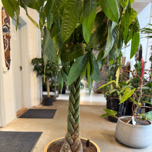 Pachira aquatica i dekorativ krukke – 185 cm høj | Imponerende Second Hand Pengetræ