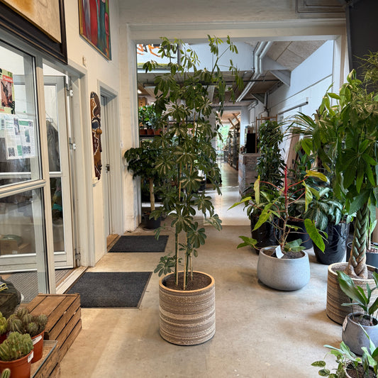 Schefflera arboricola i dekorativ krukke – 210 cm høj | Stor Second Hand Paraplyplante