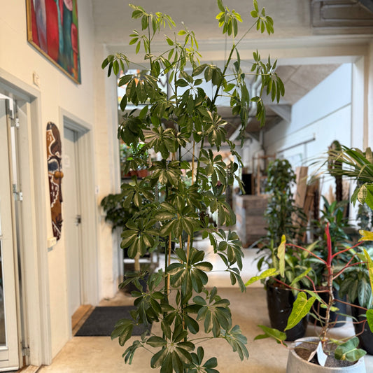 Schefflera arboricola i dekorativ krukke – 210 cm høj | Stor Second Hand Paraplyplante