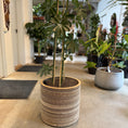 Indlæs billede i gallerivisning, Schefflera arboricola i dekorativ krukke – 210 cm høj | Stor Second Hand Paraplyplante
