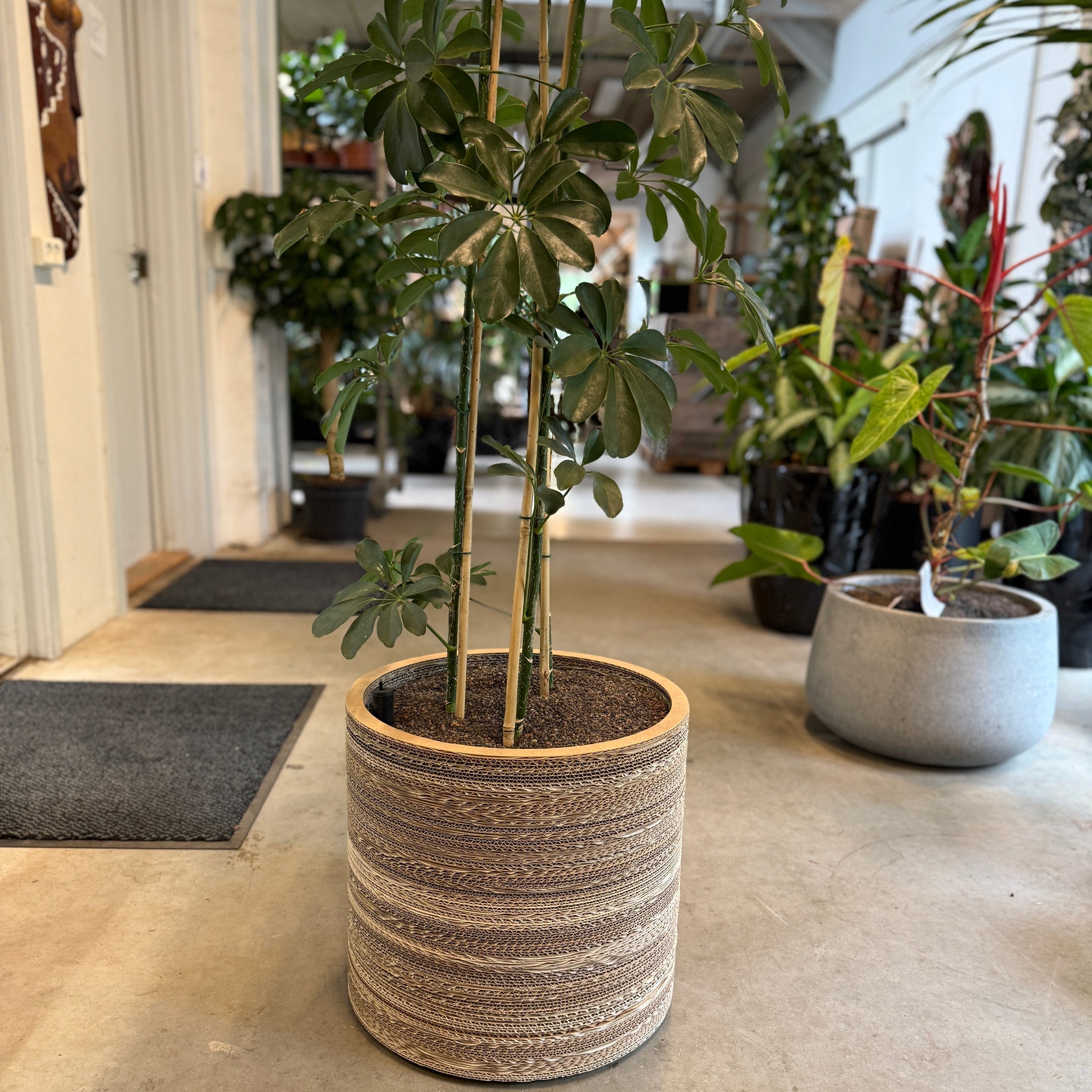 Schefflera arboricola i dekorativ krukke – 210 cm høj | Stor Second Hand Paraplyplante