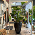 Indlæs billede i gallerivisning, Strelitzia Nicolai – Stor Second Hand Plante i Sort Glaseret Krukke – 170 cm høj
