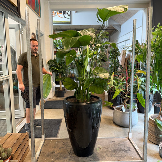 Strelitzia Nicolai – Stor Second Hand Plante i Sort Glaseret Krukke – 170 cm høj