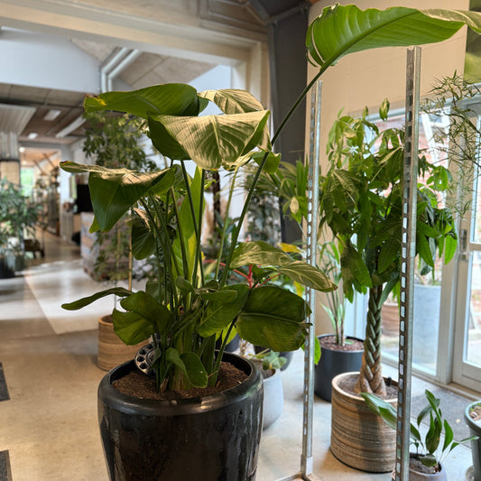 Strelitzia Nicolai – Stor Second Hand Plante i Sort Glaseret Krukke – 170 cm høj