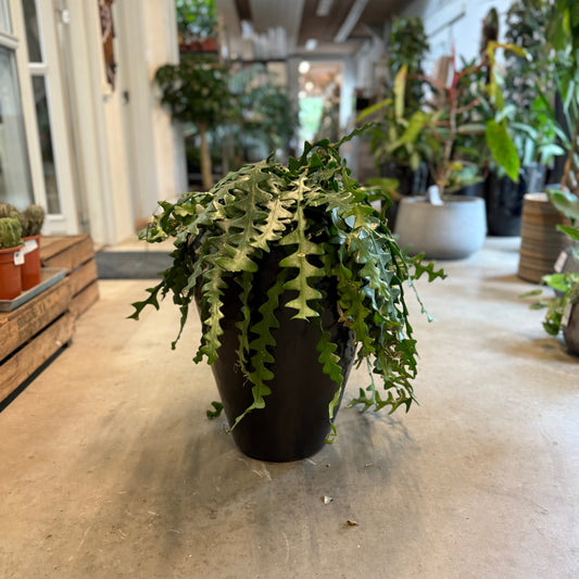 Epiphyllum anguliger (Fiskebens Kaktus) – Medium Second Hand Plante i Sort Plastkrukke – 60 cm høj