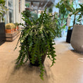 Indlæs billede i gallerivisning, Epiphyllum anguliger (Fiskebens Kaktus) – Medium Second Hand Plante i Sort Plastkrukke – 60 cm høj
