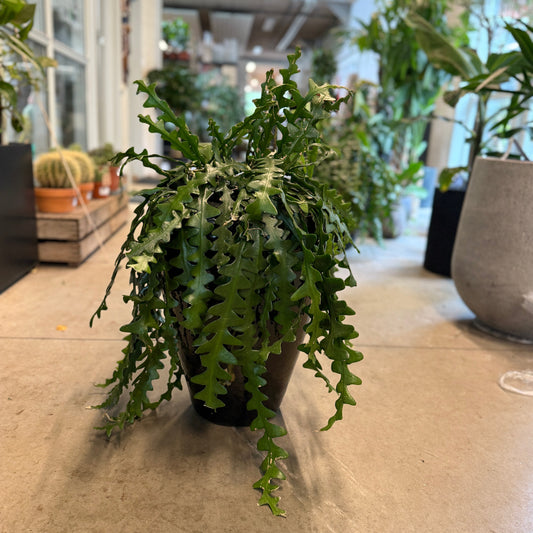 Epiphyllum anguliger (Fiskebens Kaktus) – Medium Second Hand Plante i Sort Plastkrukke – 60 cm høj