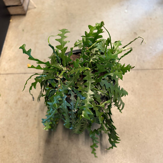 Epiphyllum anguliger (Fiskebens Kaktus) – Medium Second Hand Plante i Sort Plastkrukke – 60 cm høj