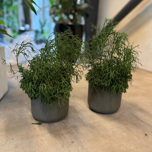 Små Second Hand Planter i Grå Krukker – 25-30 cm høje