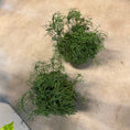 Indlæs billede i gallerivisning, Små Second Hand Planter i Grå Krukker – 25-30 cm høje

