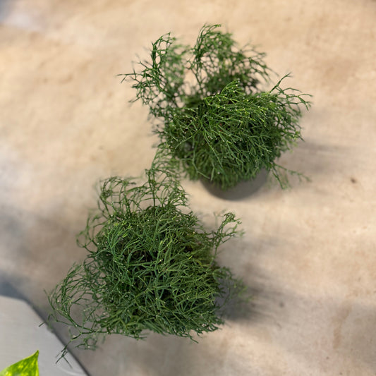 Små Second Hand Planter i Grå Krukker – 25-30 cm høje