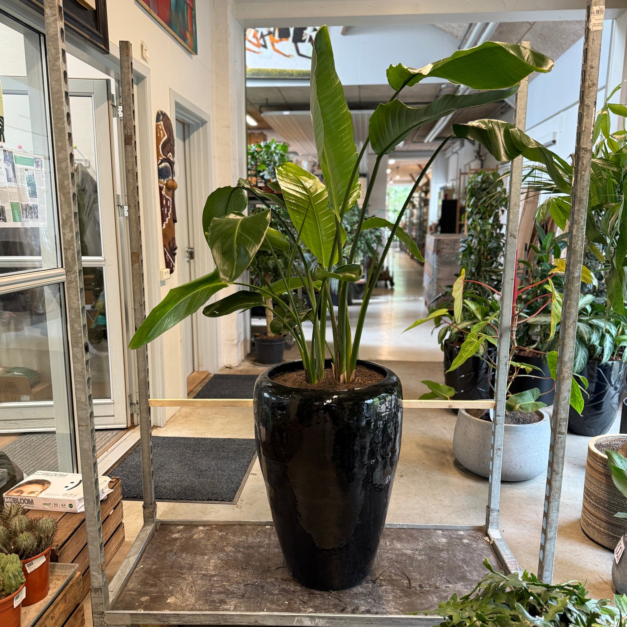 Strelitzia Nicolai (Hvid Paradisfugl) – Stor Second Hand Plante i Sort Glaseret Krukke – 170 cm høj