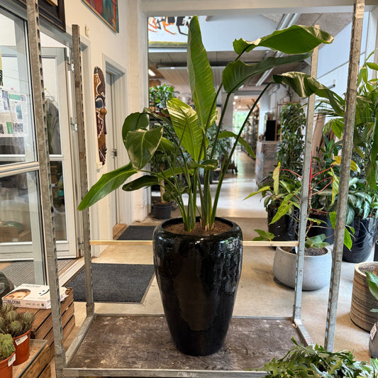 Strelitzia Nicolai (Hvid Paradisfugl) – Stor Second Hand Plante i Sort Glaseret Krukke – 170 cm høj
