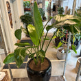 Indlæs billede i gallerivisning, Strelitzia Nicolai (Hvid Paradisfugl) – Stor Second Hand Plante i Sort Glaseret Krukke – 170 cm høj
