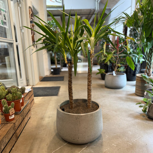 Yucca elephantipes (Palmelilje) – Stor Second Hand Plante i Cementkrukke – 125 cm høj