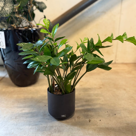 Zamioculcas zamiifolia (Garderobeplante) – Medium Second Hand Plante i Sort Krukke – 50 cm høj