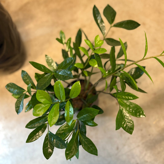 Zamioculcas zamiifolia (Garderobeplante) – Medium Second Hand Plante i Sort Krukke – 50 cm høj