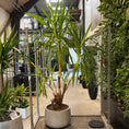 Indlæs billede i gallerivisning, Yucca elephantipes (Palmelilje) – Ekstra Stor, Ældre Second Hand Plante i Cementkrukke – 230 cm høj
