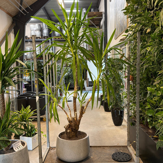 Yucca elephantipes (Palmelilje) – Ekstra Stor, Ældre Second Hand Plante i Cementkrukke – 230 cm høj